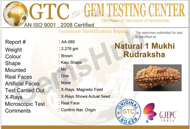 1 Face/Mukhi Certified Rudraksha Size- 30.60 mm